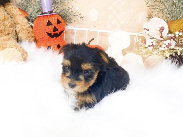 ヨークシャーテリア