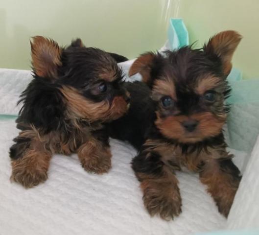 ヨークシャーテリア