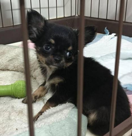 チワワ(ロングコート)