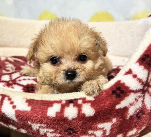 チワプー(チワワ×トイプードル)