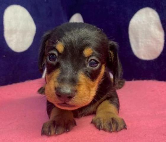 ミニチュアダックスフンド