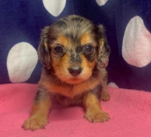 ミニチュアダックスフンド