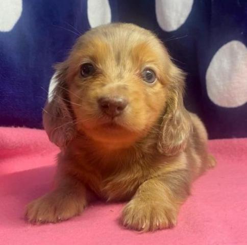 ミニチュアダックスフンド