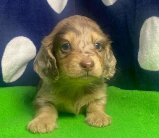 ミニチュアダックスフンド