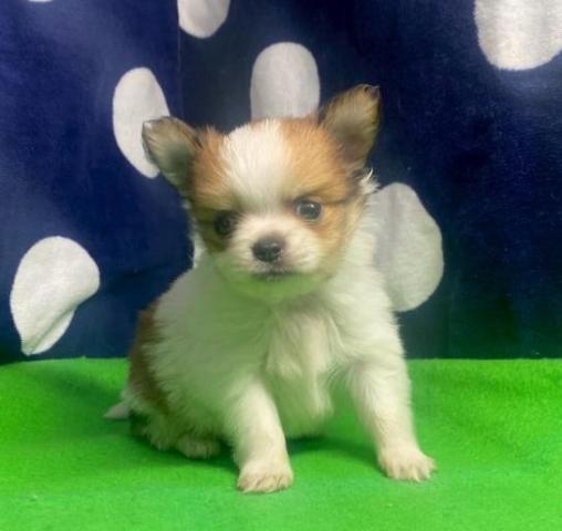 ミックス犬（チワワ×ポメラニアン）