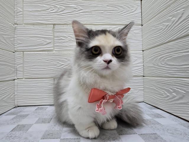 ミヌエット（旧ナポレオン）