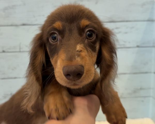 ミニチュアダックスフンド