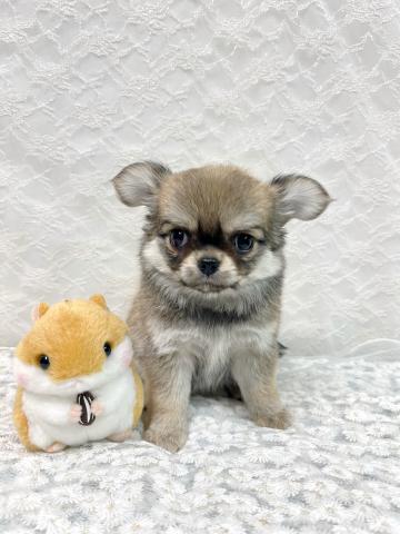 チワワ（ロングコート）