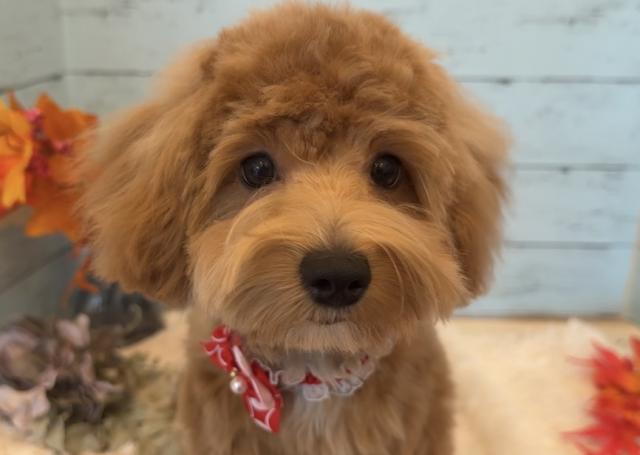 MIX⭐️マルプー⭐️