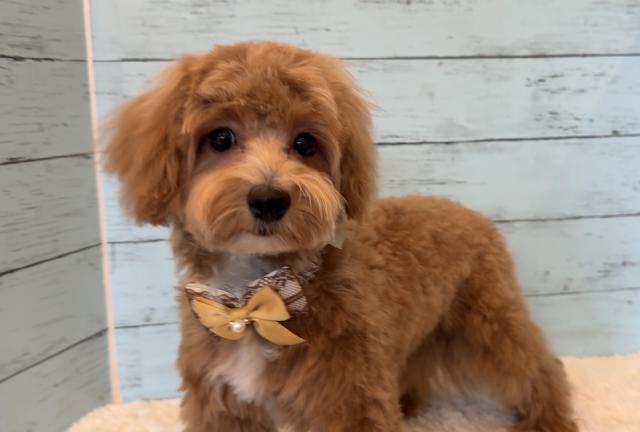 MIX⭐️マルプー⭐️