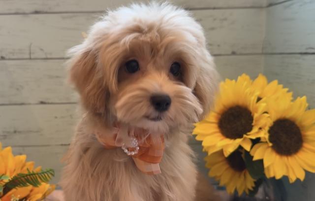 MIX⭐️マルプー⭐️