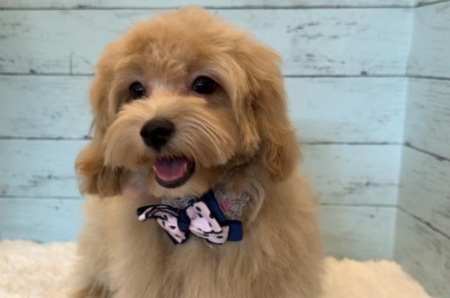 MIX⭐️マルプー⭐️