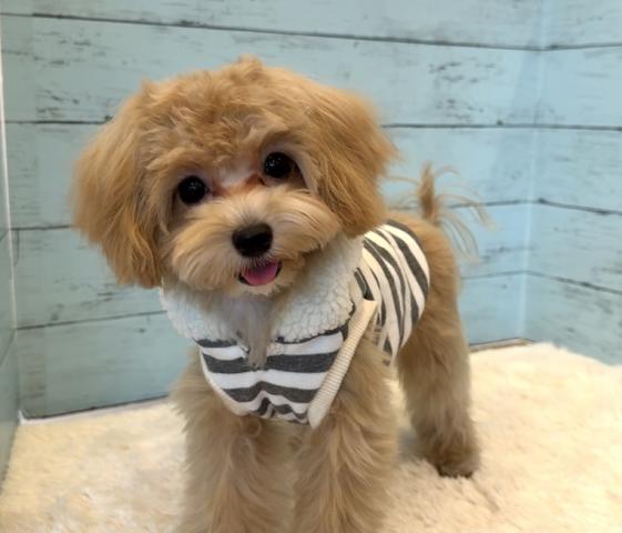 MIX⭐️マルプー⭐️