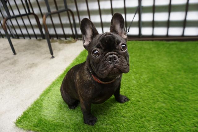フレンチブルドッグ