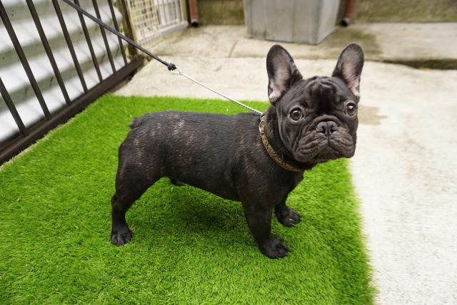 フレンチブルドッグ