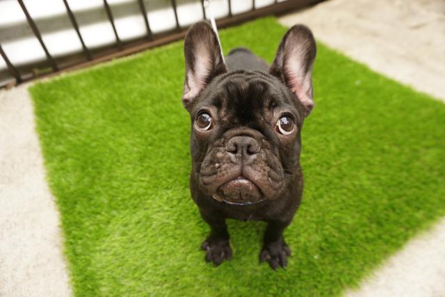 フレンチブルドッグ