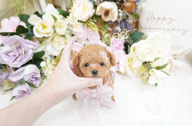 トイプードルマイクロティーカップ