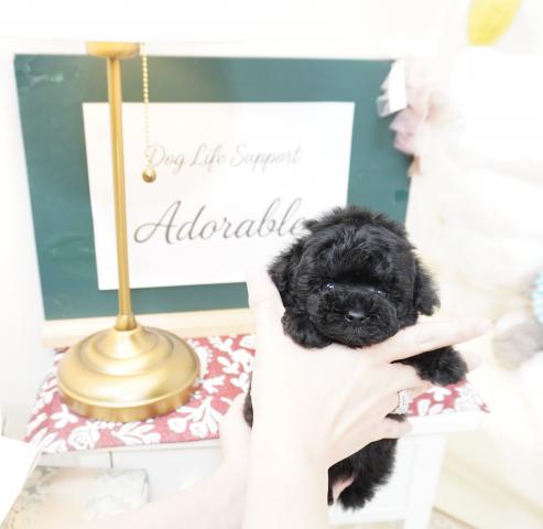 トイプードルマイクロティーカップ