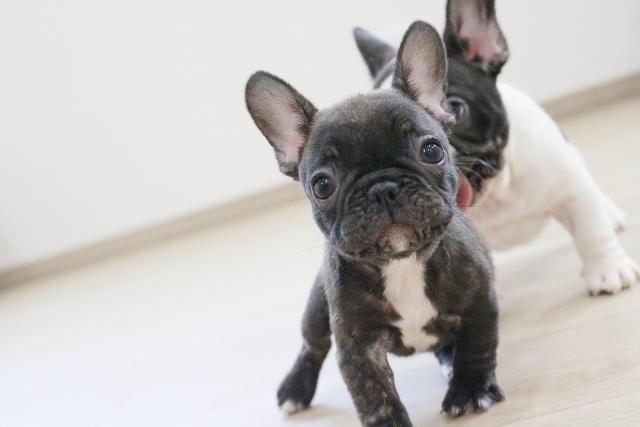 フレンチブルドッグ