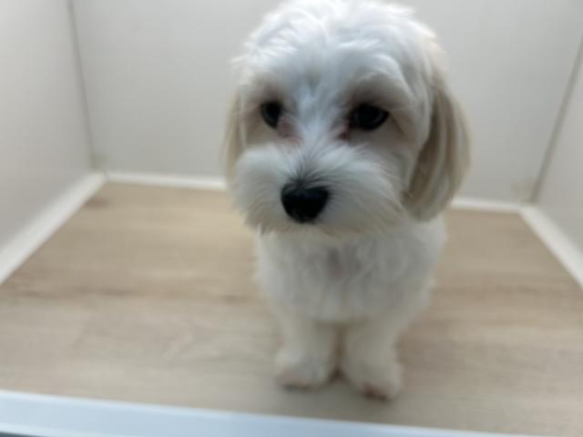マルチーズ