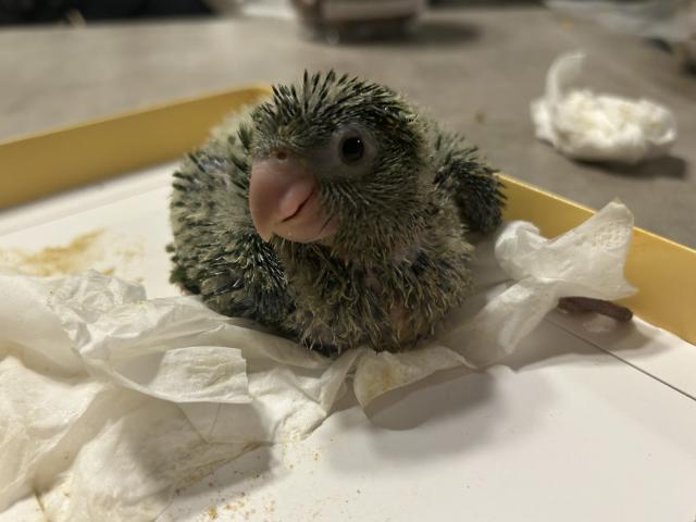 オキナインコ