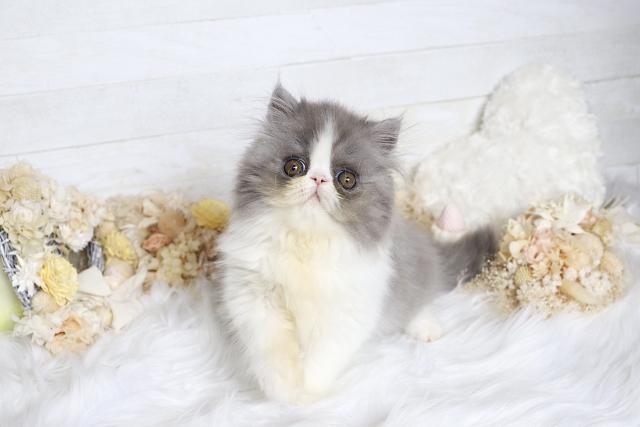 エキゾチックショートヘアー