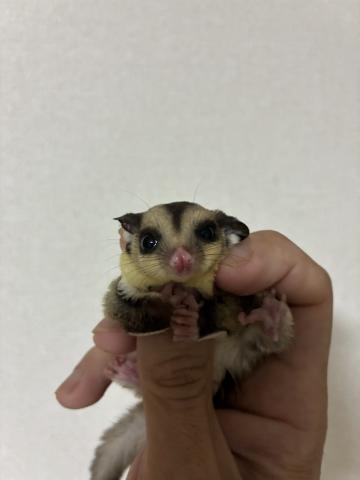 ノーマル