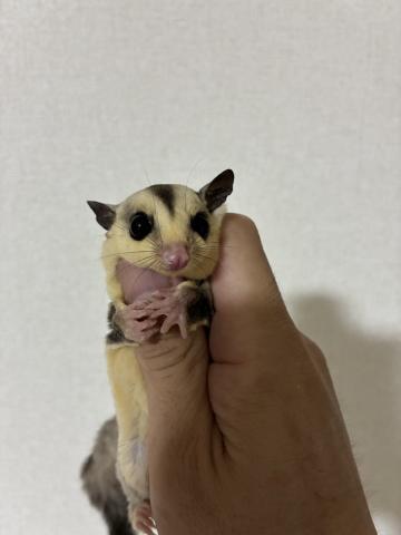 ホワイトフェイス