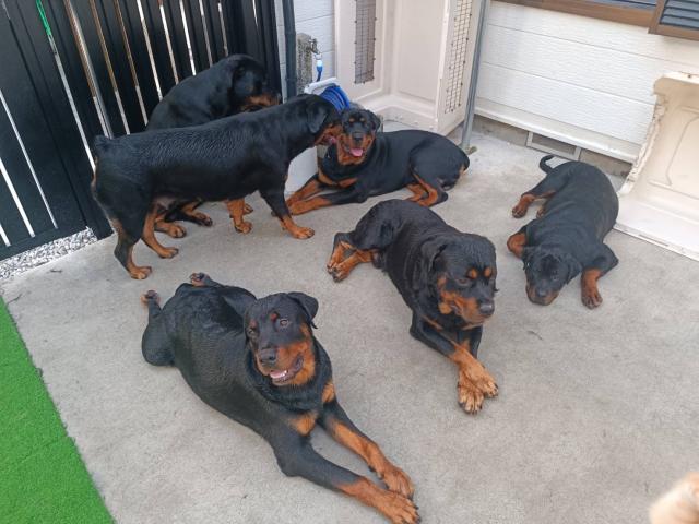 ヨコハマタクエ