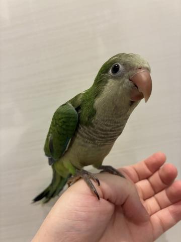 オキナインコ