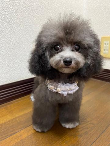トイプードル
