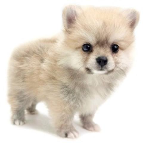 ポメラニアン