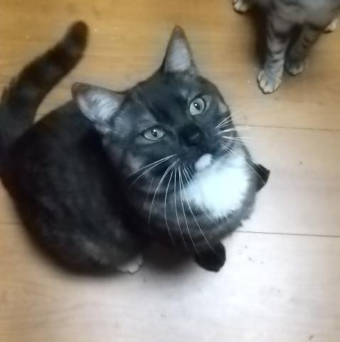 マンチカン長足