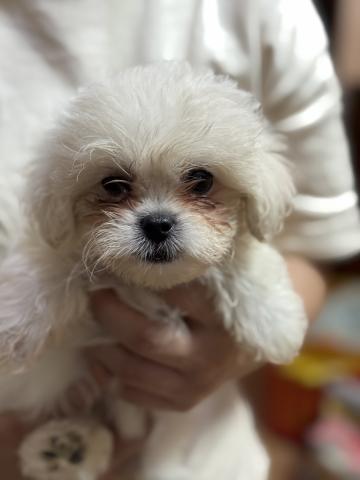 トイプードル×ペキニーズ