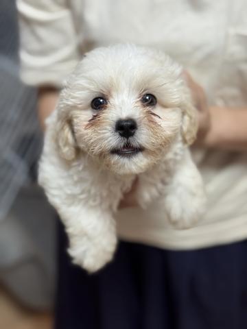 トイプードル×ペキニーズ
