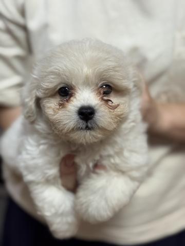 トイプードル×ペキニーズ