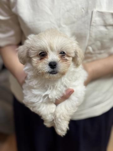 トイプードル×ペキニーズ