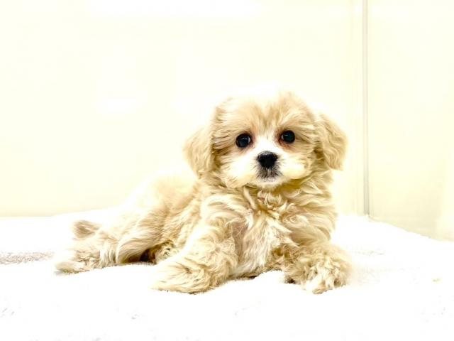 MIXマルチーズ×トイプードル 778