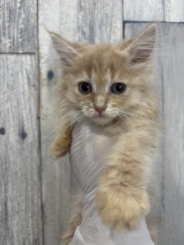 ラグドール×サイベリアン