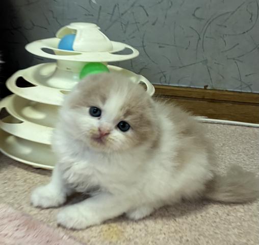 スコティッシュフォールド