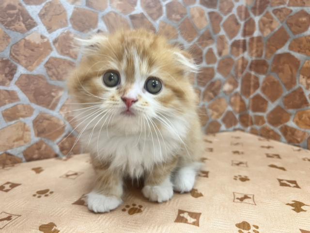 スコティッシュフォールド