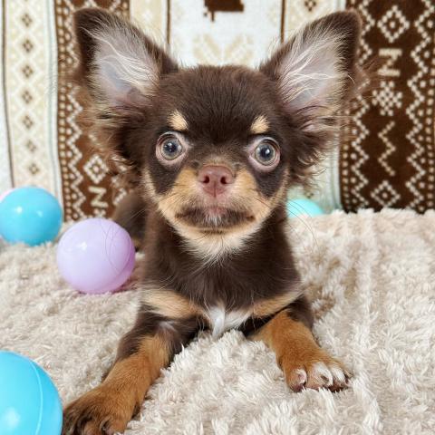 チワワ（ロングコート）