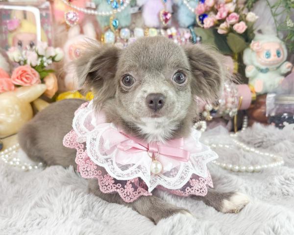 チワワ（ロングコート）