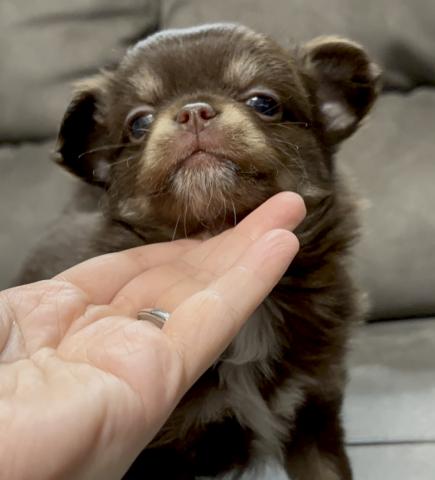 チワワ(ロングコート)