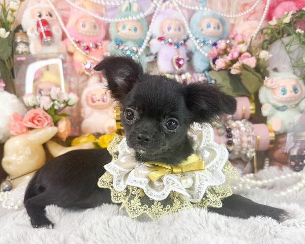 チワワ(ロングコート)