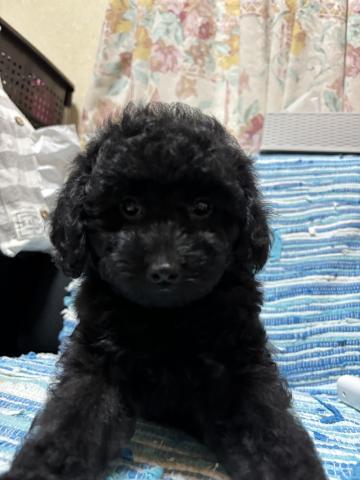 トイプードル