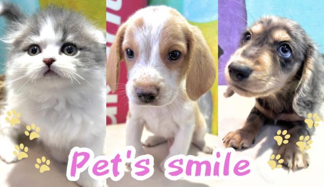 ペッツスマイル
