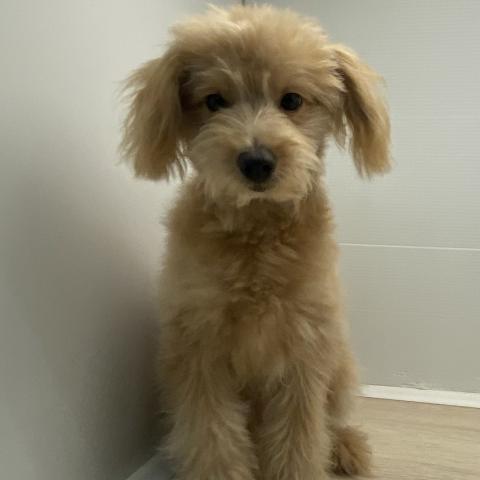 MIXポメラニアン×トイプードル