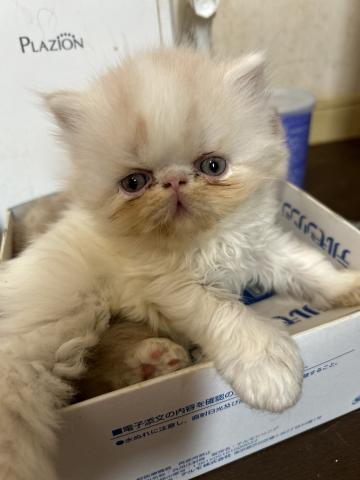 エキゾチックショートヘアー