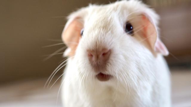 ロシアンモルモット